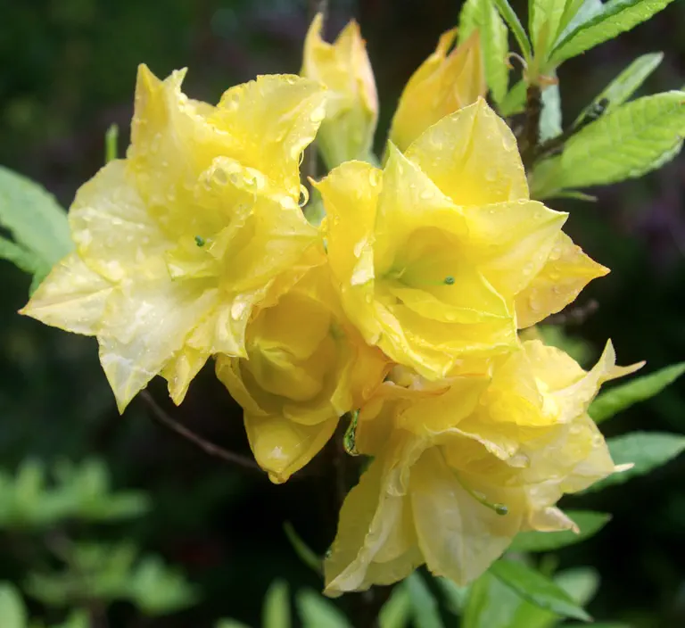 Photo of R. 'Vinecourt Moonlight', Deciduous Azalea Hybrid