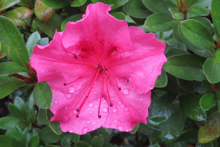 Photo of R. 'Vuyk's Rosyred', Evergreen Azalea Hybrid
