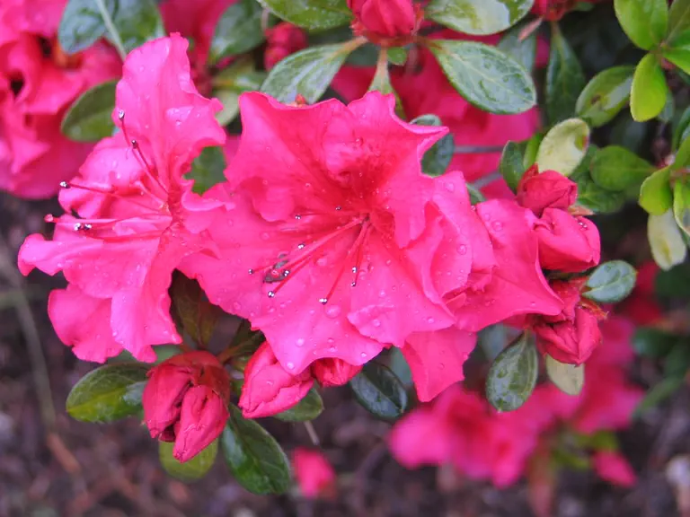 Photo of R. 'Vuyk's Scarlet', Evergreen Azalea Hybrid
