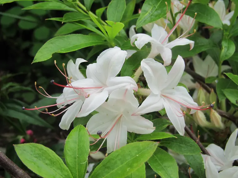 Photo of R. 'Weston's Innocence', Deciduous Azalea Hybrid