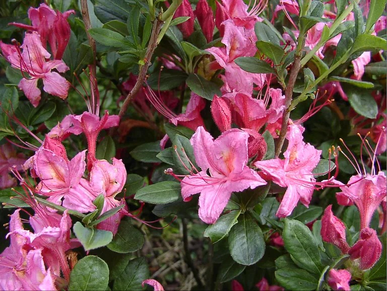 Photo of R. 'Weston's Sparkler', Deciduous Azalea Hybrid