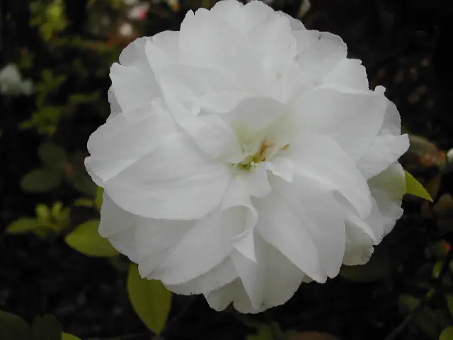 Photo of R. 'White Rosebud', Evergreen Azalea Hybrid
