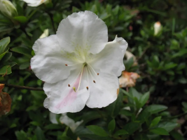 Photo of R. 'Yuka', Evergreen Azalea Hybrid