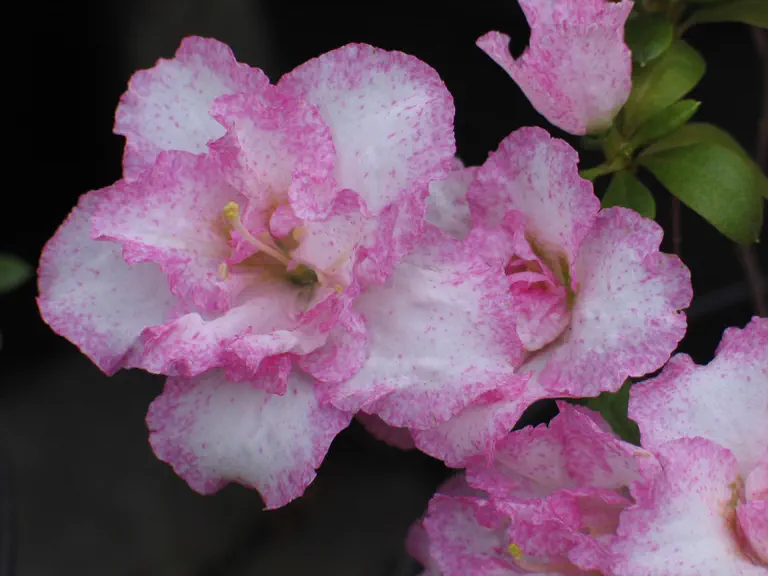 Photo of R. 'Aquarell', Evergreen Azalea Hybrid