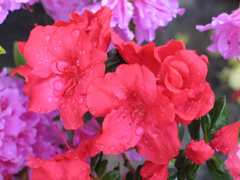 Photo of R. 'Athena', Azalea Hybrid