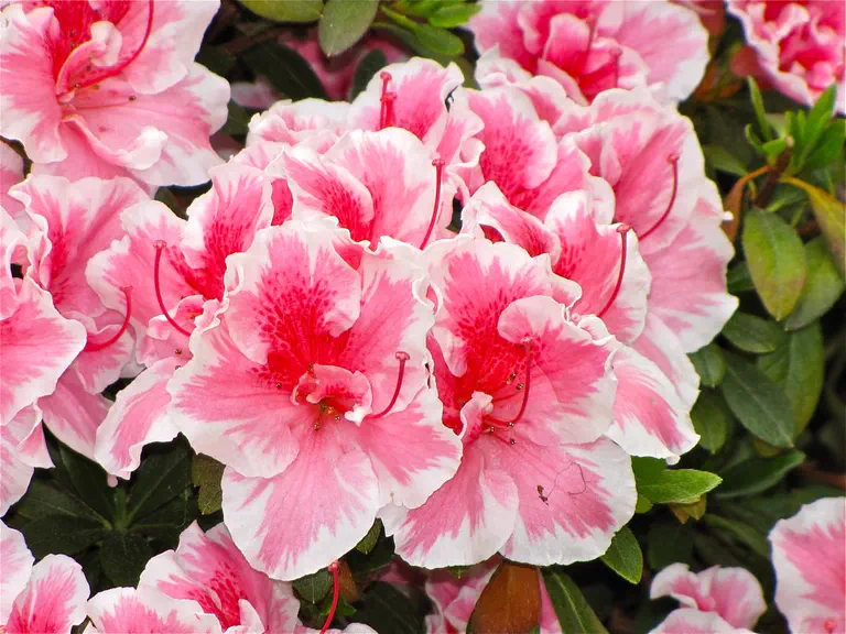 Photo of R. 'De Waele's Favorite', Evergreen Azalea Hybrid
