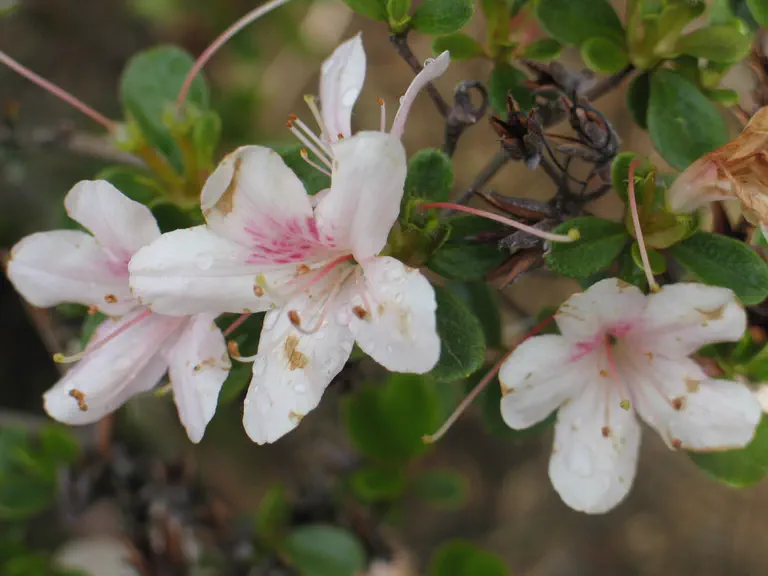 Photo of R. 'Eleonora', Azalea Hybrid