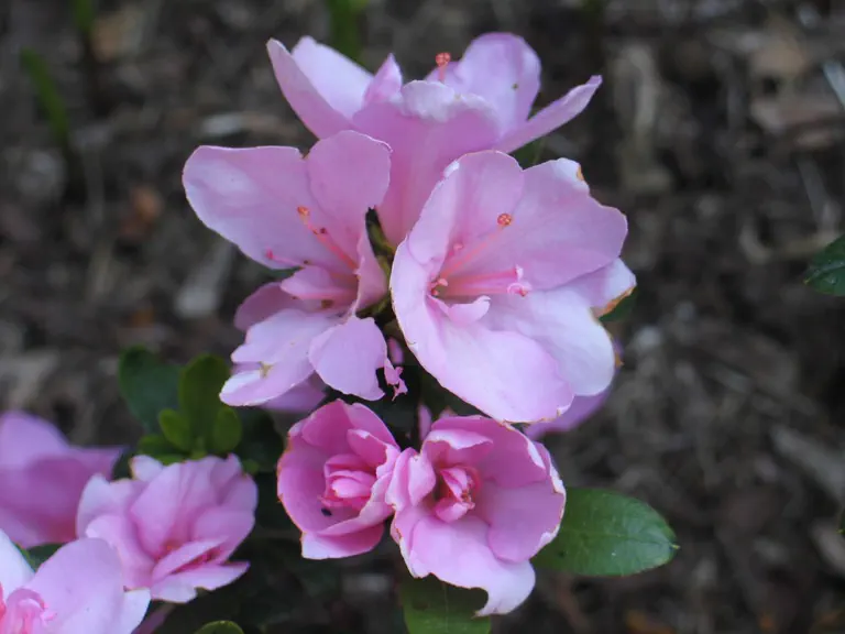 Photo of R. 'Janique', Evergreen Azalea Hybrid