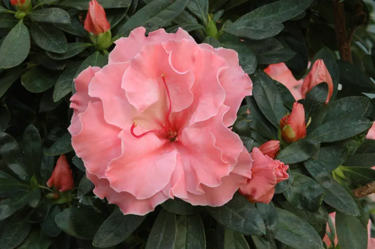Photo of R. 'Mevrouw André Heungens', Evergreen Azalea Hybrid