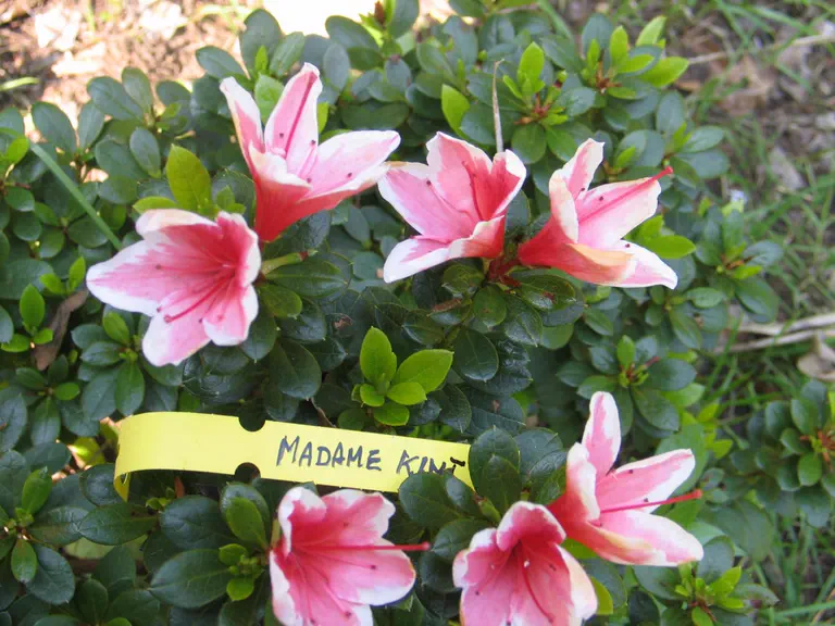 Photo of R. 'Mevrouw Gerard Kint', Evergreen Azalea Hybrid