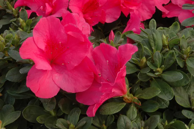 Photo of R. 'Mevrouw Marcel Vanbelle', Evergreen Azalea Hybrid