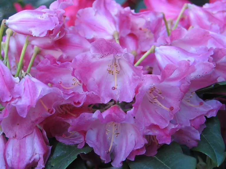 Photo of R. 'Morgenrot', Azalea Hybrid