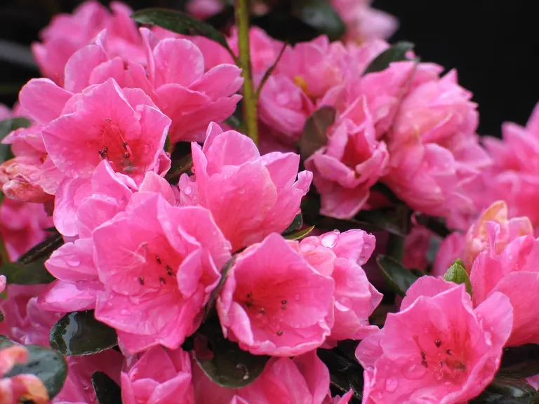 Photo of R. 'Nanny', Evergreen Azalea Hybrid