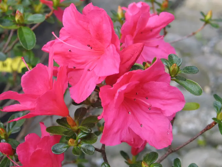 Photo of R. 'Nazarena', Evergreen Azalea Hybrid