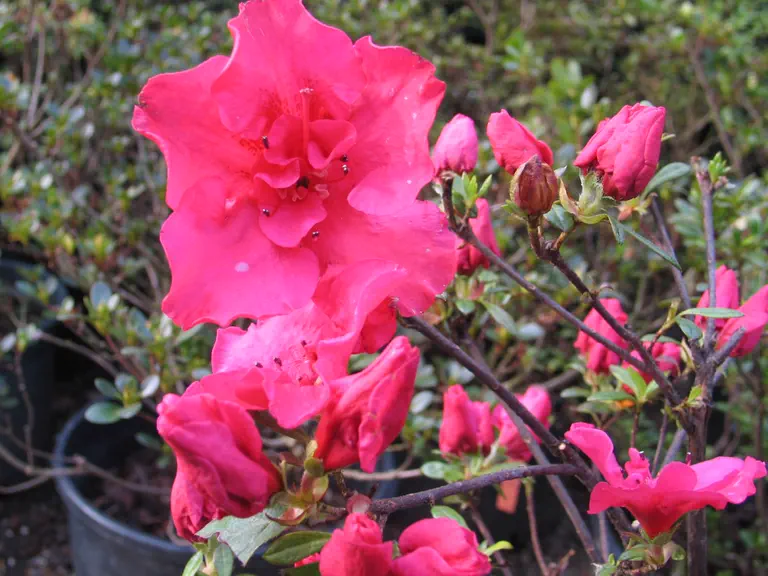 Photo of R. 'Otto', Evergreen Azalea Hybrid