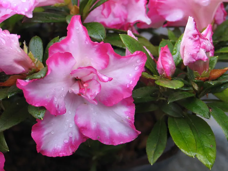 Photo of R. 'Panfilia', Azalea Hybrid
