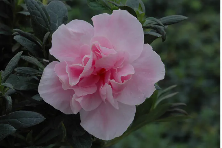 Photo of R. 'Phoenix', Evergreen Azalea Hybrid