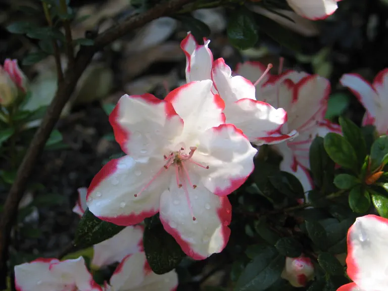 Photo of R. 'Sachsenstern', Evergreen Azalea Hybrid
