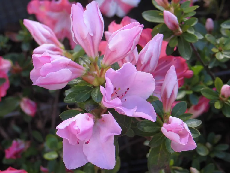 Photo of R. 'Theo', Azalea Hybrid