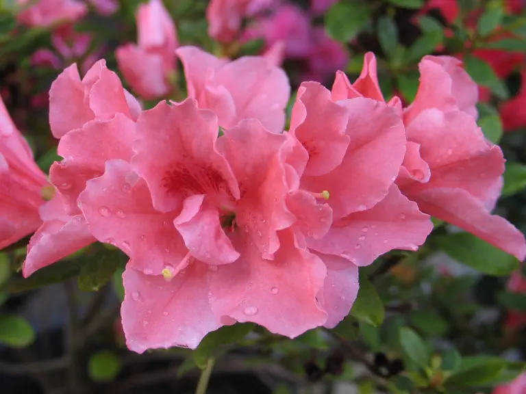Photo of R. 'Thesla', Evergreen Azalea Hybrid