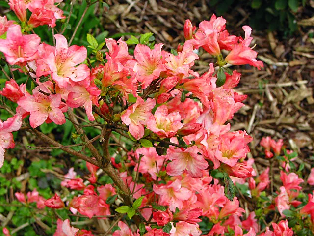 Photo of R. 'Frank Arsen', Evergreen Azalea Hybrid