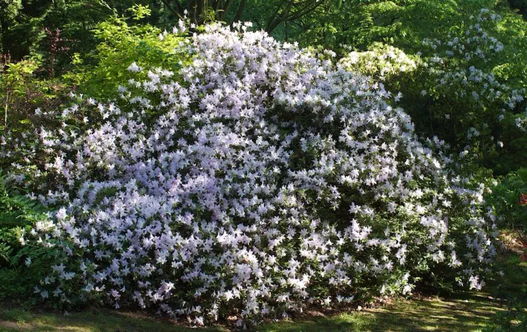 Photo of R. mucronatum var mucronatum 'Lilacinum', Evergreen Azalea Species Selection