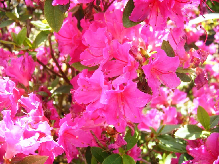 Photo of R. 'Blue Monday', Evergreen Azalea Hybrid