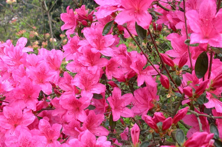Photo of R. 'Fedora', Evergreen Azalea Hybrid