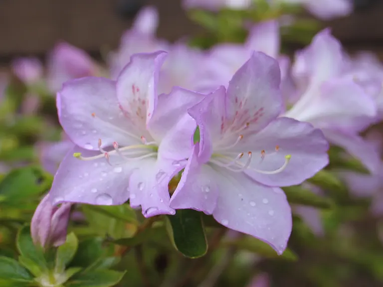 Photo of R. 'Lilac Time', Evergreen Azalea Hybrid