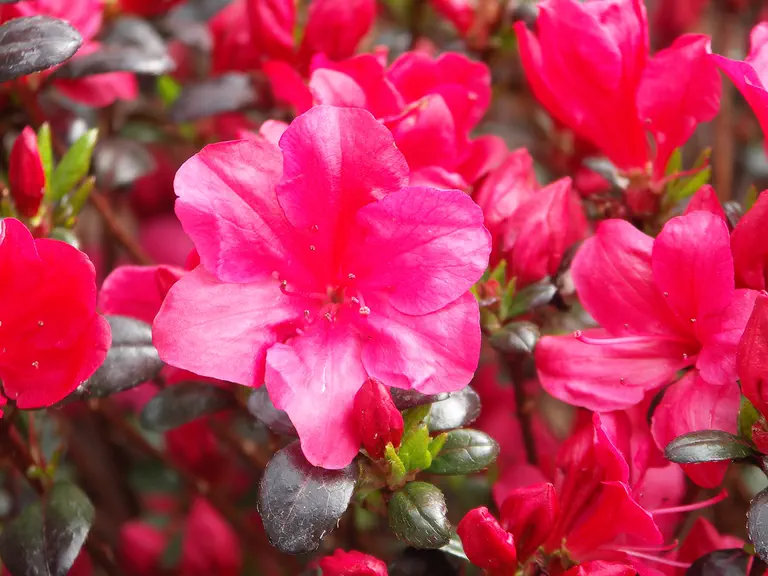 Photo of R. 'Maruschka', Evergreen Azalea Hybrid
