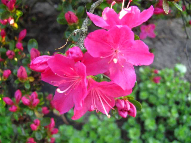 Photo of R. 'Kermesinum', Evergreen Azalea Hybrid