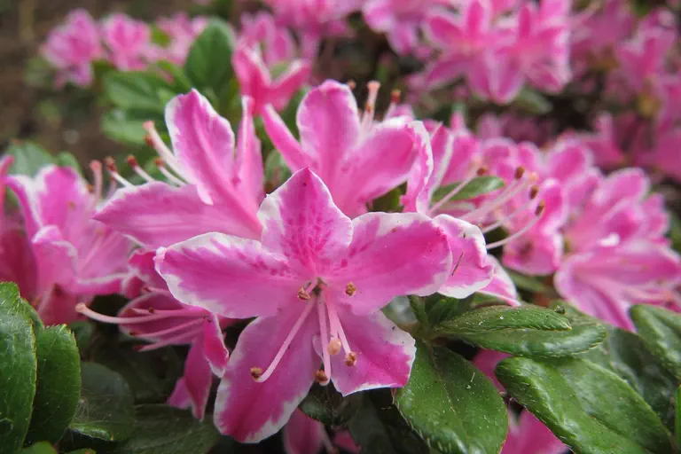 Photo of R. 'Kermesinum Rosé', Evergreen Azalea Hybrid