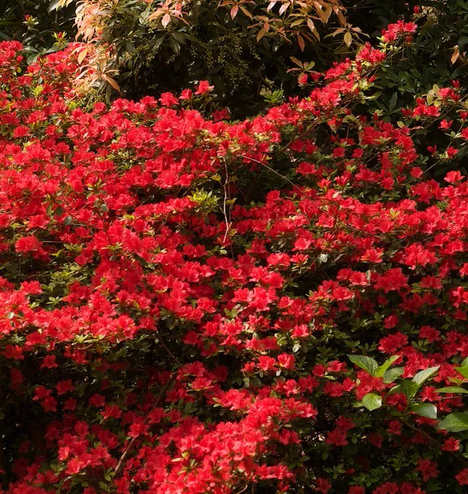Photo of R. indicum 'Orange Beauty', Evergreen Azalea Species Selection