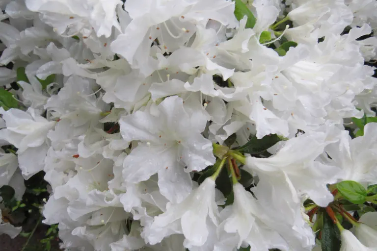 Photo of R. 'Adonis', Evergreen Azalea Hybrid