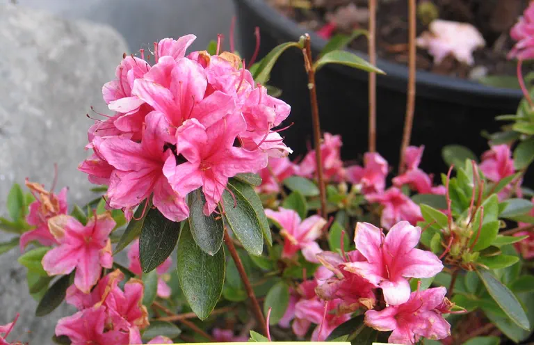Photo of R. 'Hinomayo', Evergreen Azalea Hybrid