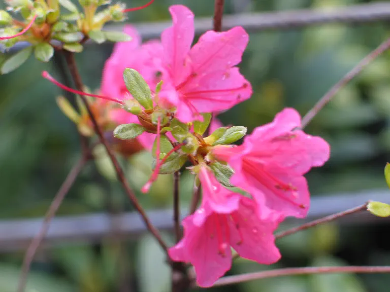 Photo of R. 'Toreador', Evergreen Azalea Hybrid