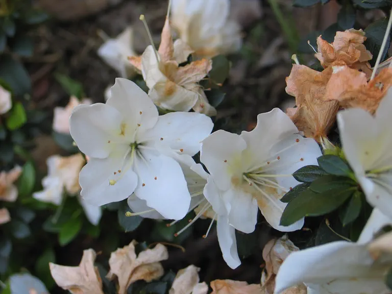 Photo of R. 'Mevrouw Gerard Kint Wit', Evergreen Azalea Hybrid