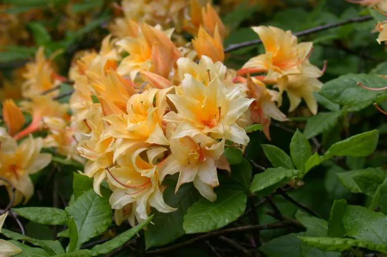 Photo of R. 'Bartholo Lazzari', Deciduous Azalea Hybrid