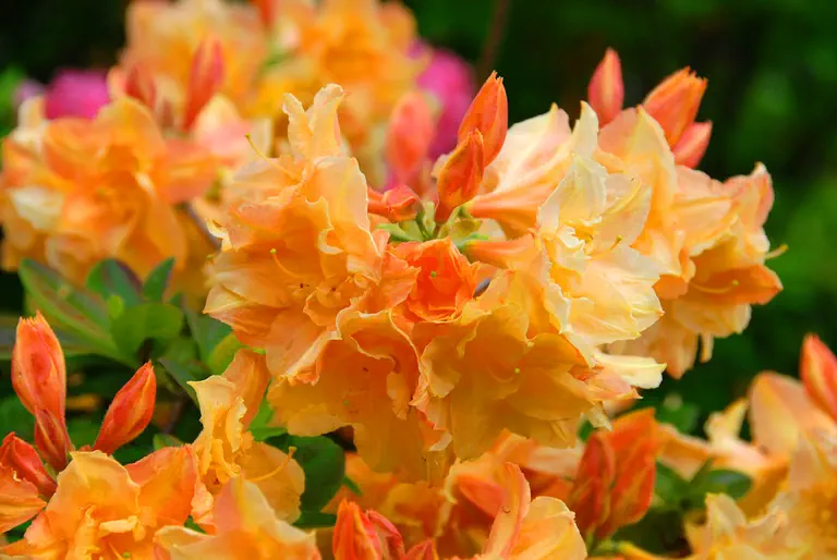 Photo of R. 'Csárdás', Deciduous Azalea Hybrid