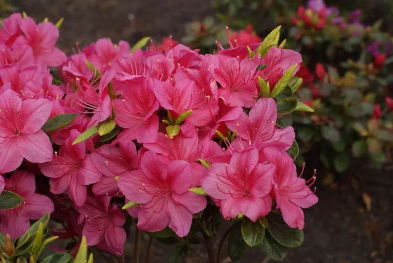 Photo of R. 'Ennepe', Evergreen Azalea Hybrid