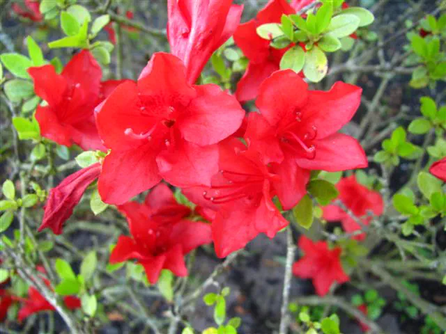 Photo of R. 'Estrellita', Evergreen Azalea Hybrid
