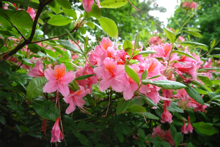 Photo of R. 'Pucella', Deciduous Azalea Hybrid