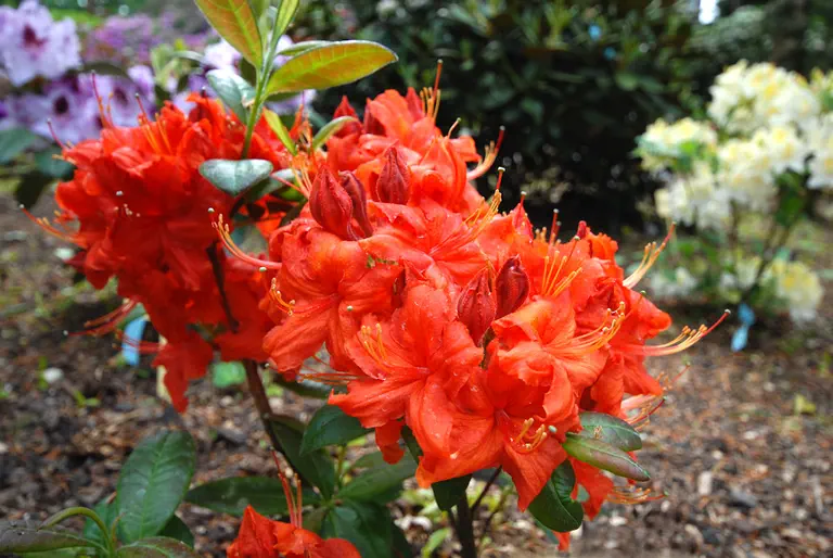 Photo of R. 'Fireball', Deciduous Azalea Hybrid