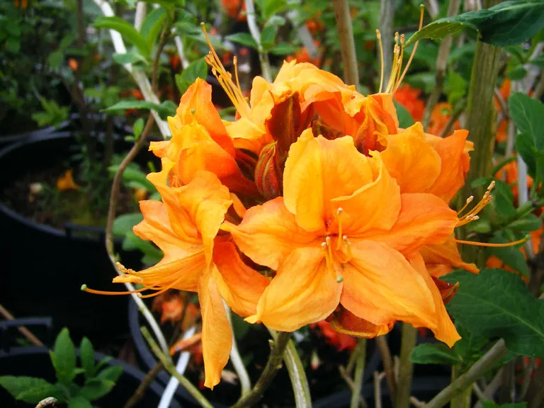 Photo of R. 'Favor Major', Deciduous Azalea Hybrid