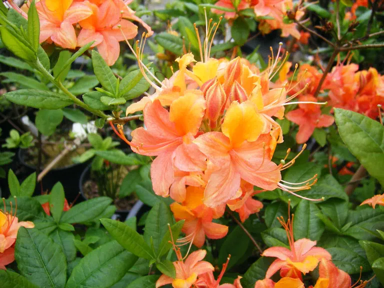 Photo of R. 'Frédéric de Mérode', Deciduous Azalea Hybrid