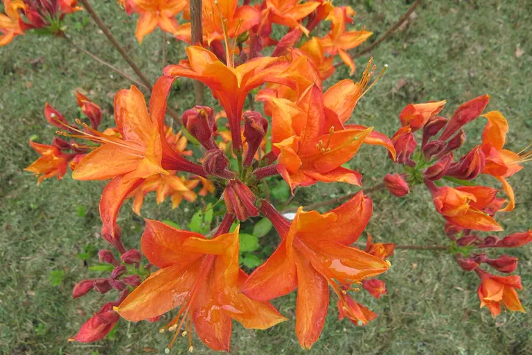Photo of R. 'Golden Eagle', Deciduous Azalea Hybrid