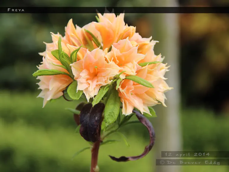 Photo of R. 'Freya', Deciduous Azalea Hybrid