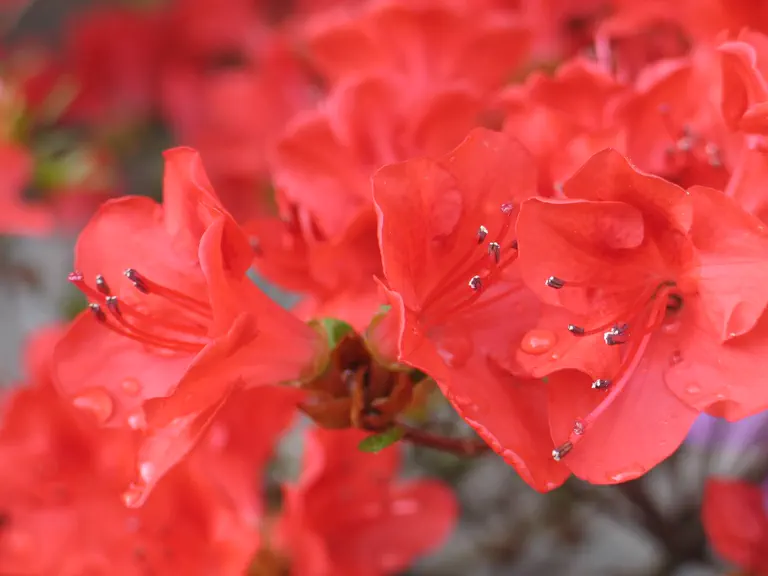 Photo of R. 'Fridoline', Evergreen Azalea Hybrid