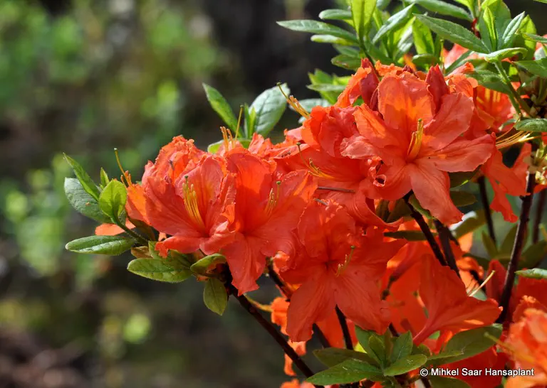 Photo of R. 'Fridtjof Nansen', Deciduous Azalea Hybrid