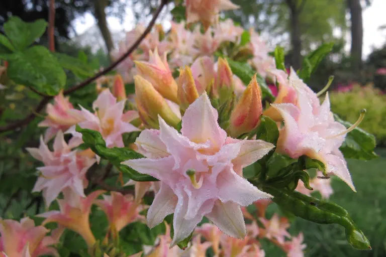 Photo of R. 'Graf von Meran', Deciduous Azalea Hybrid